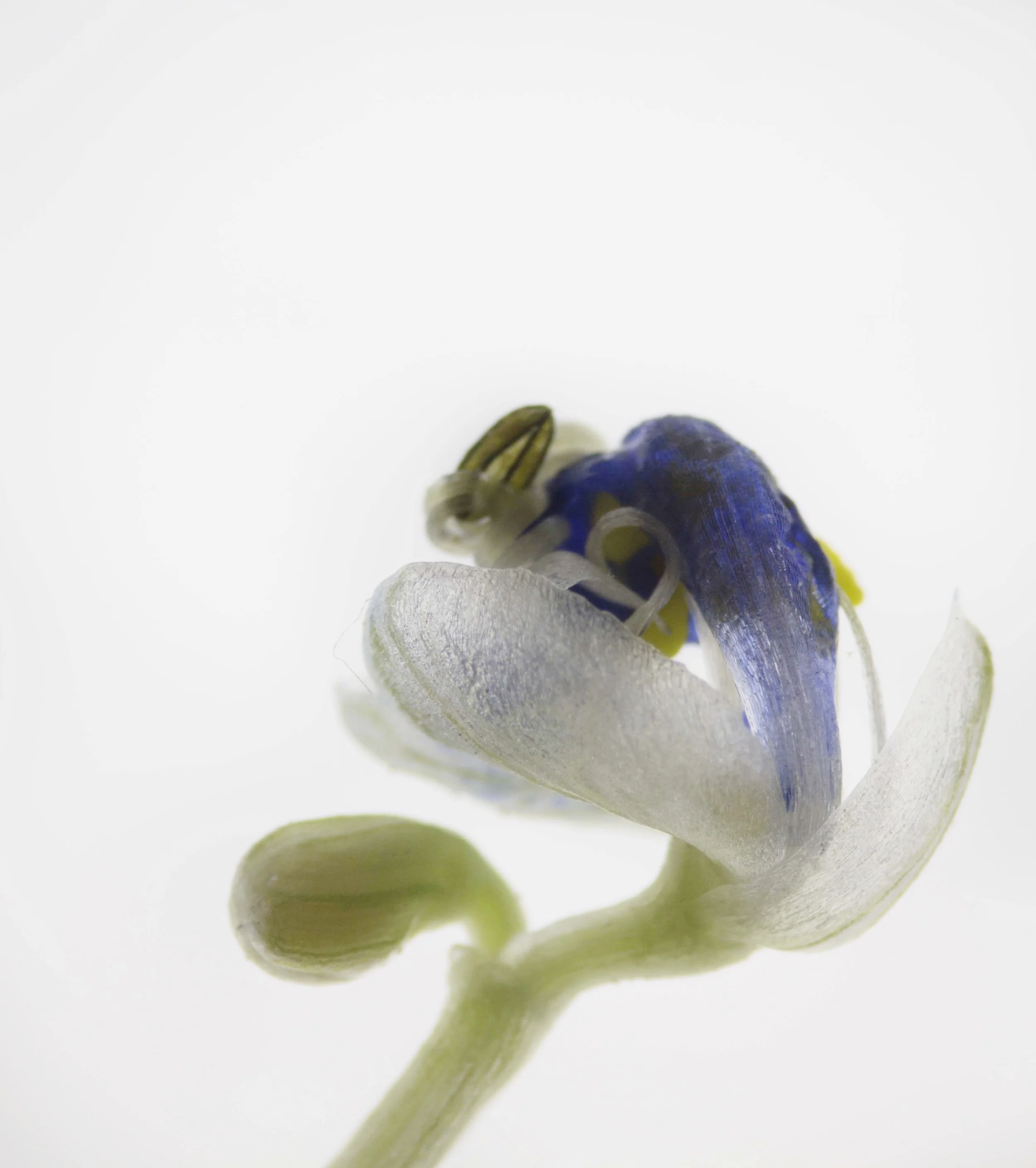 Wild Flower0.3.jpg