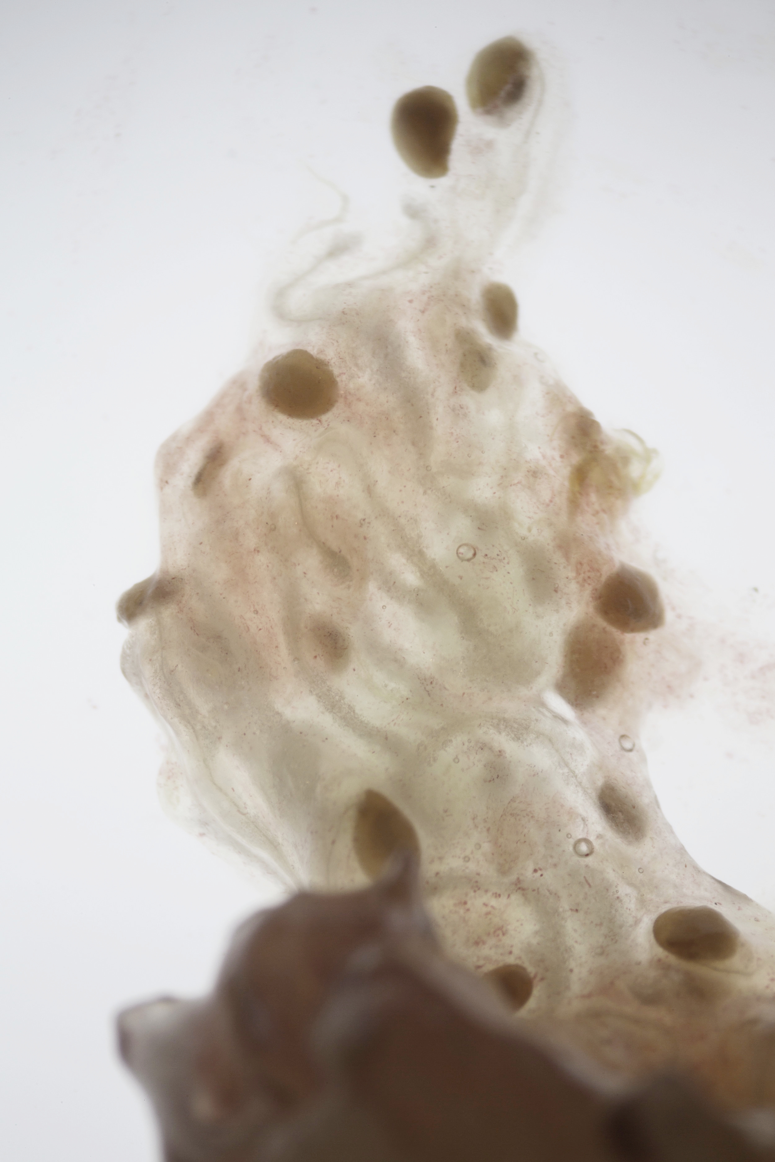 Life Textures/Fig 0.1, Digital Print, 2018