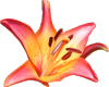 Lily