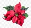 Poinsettia