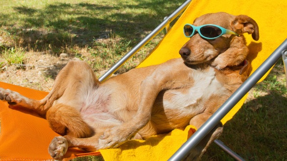 featurephotodune-5453441-dog-taking-sun-bath-l-2-620x330.jpg
