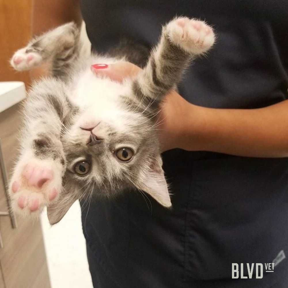 New Kitten Care Guide — Boulevard Veterinary