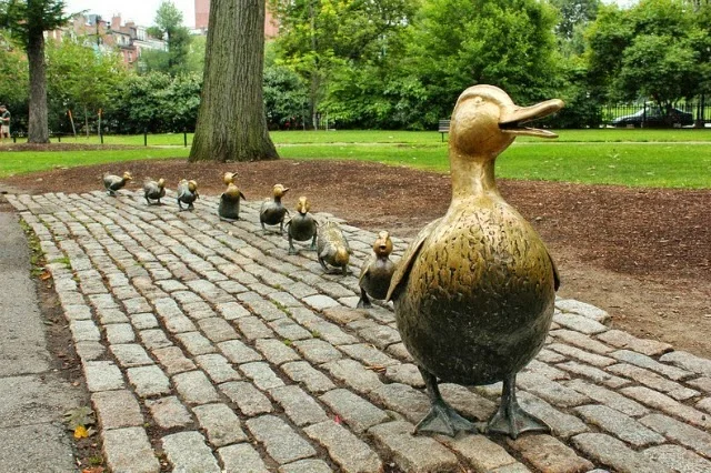 ducklings-boston-1%255B2%255D.jpg