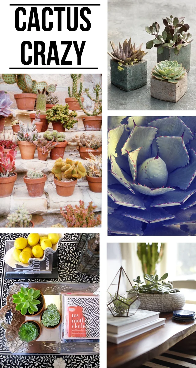 Succulent+Craze.jpg