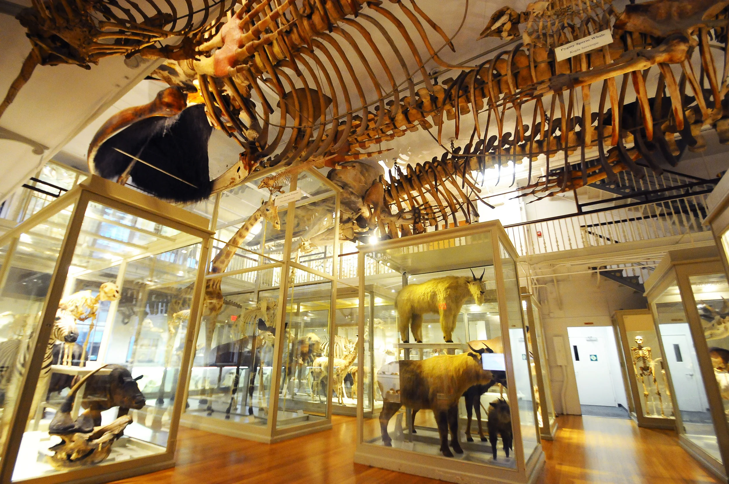 Guide to the Harvard Museum of Natural History