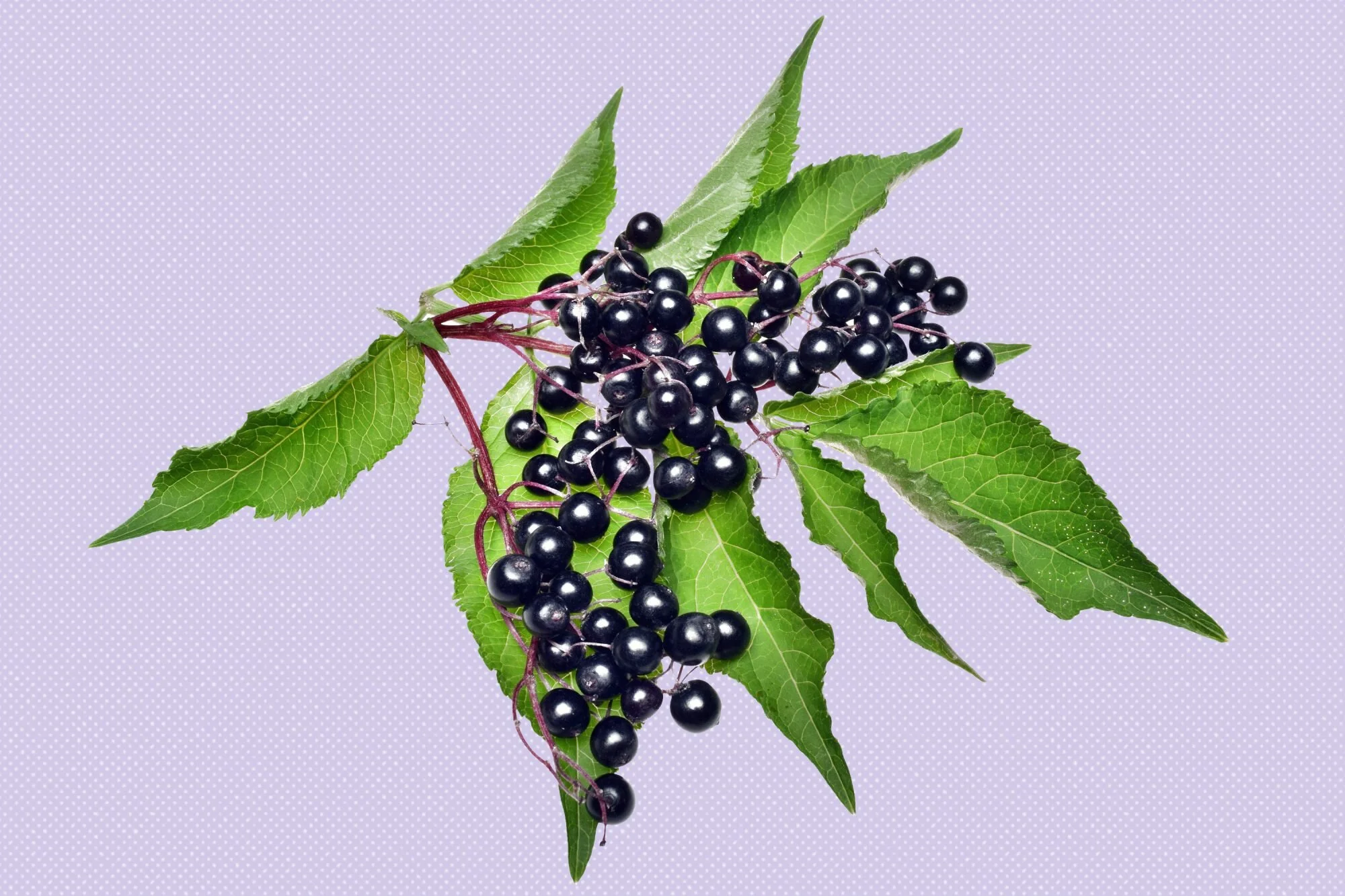 Elderberries: What are the Risks Associated and do the Benefits Outweigh the Side Effects?