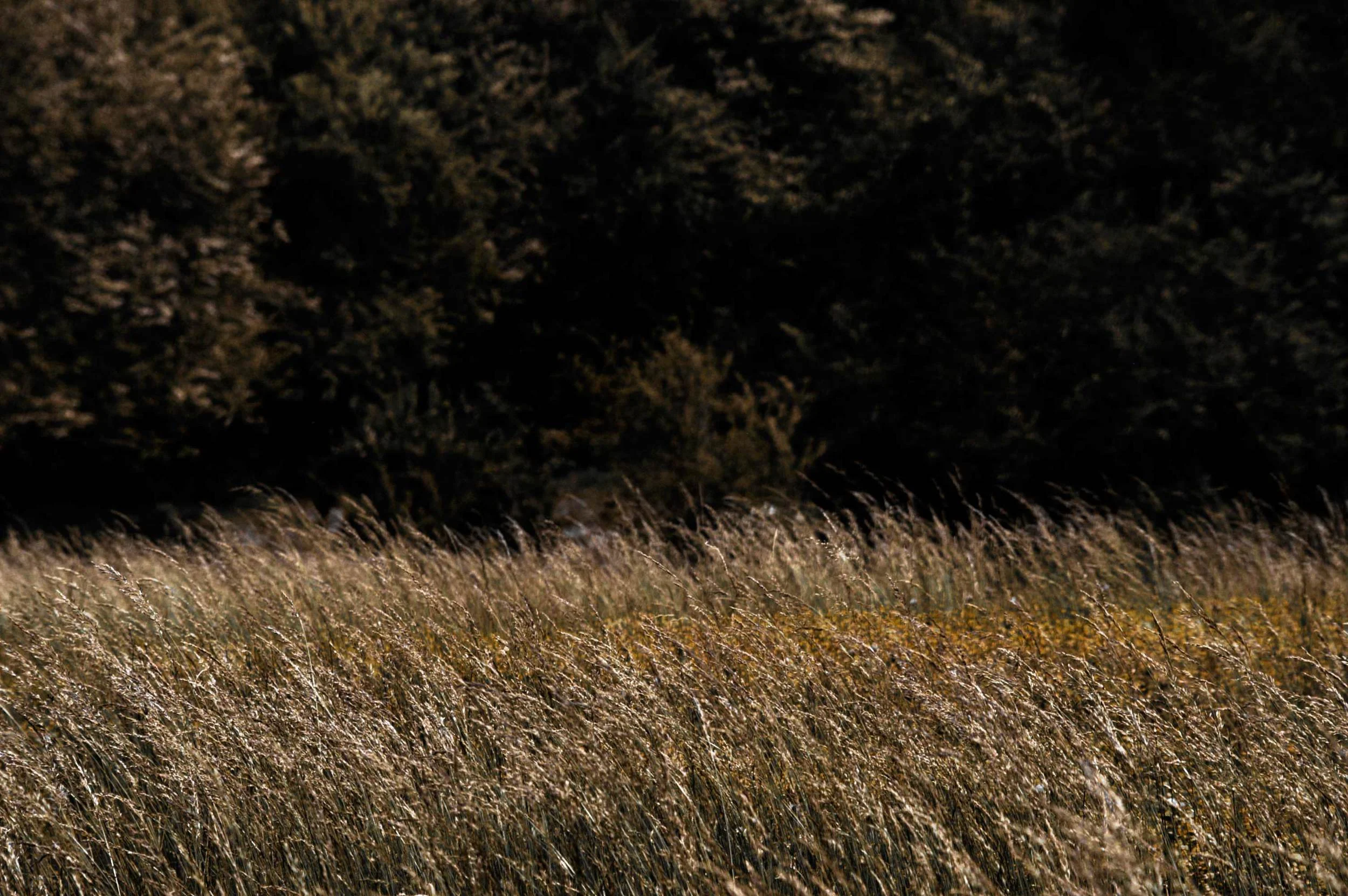 Jesse Turner, Director