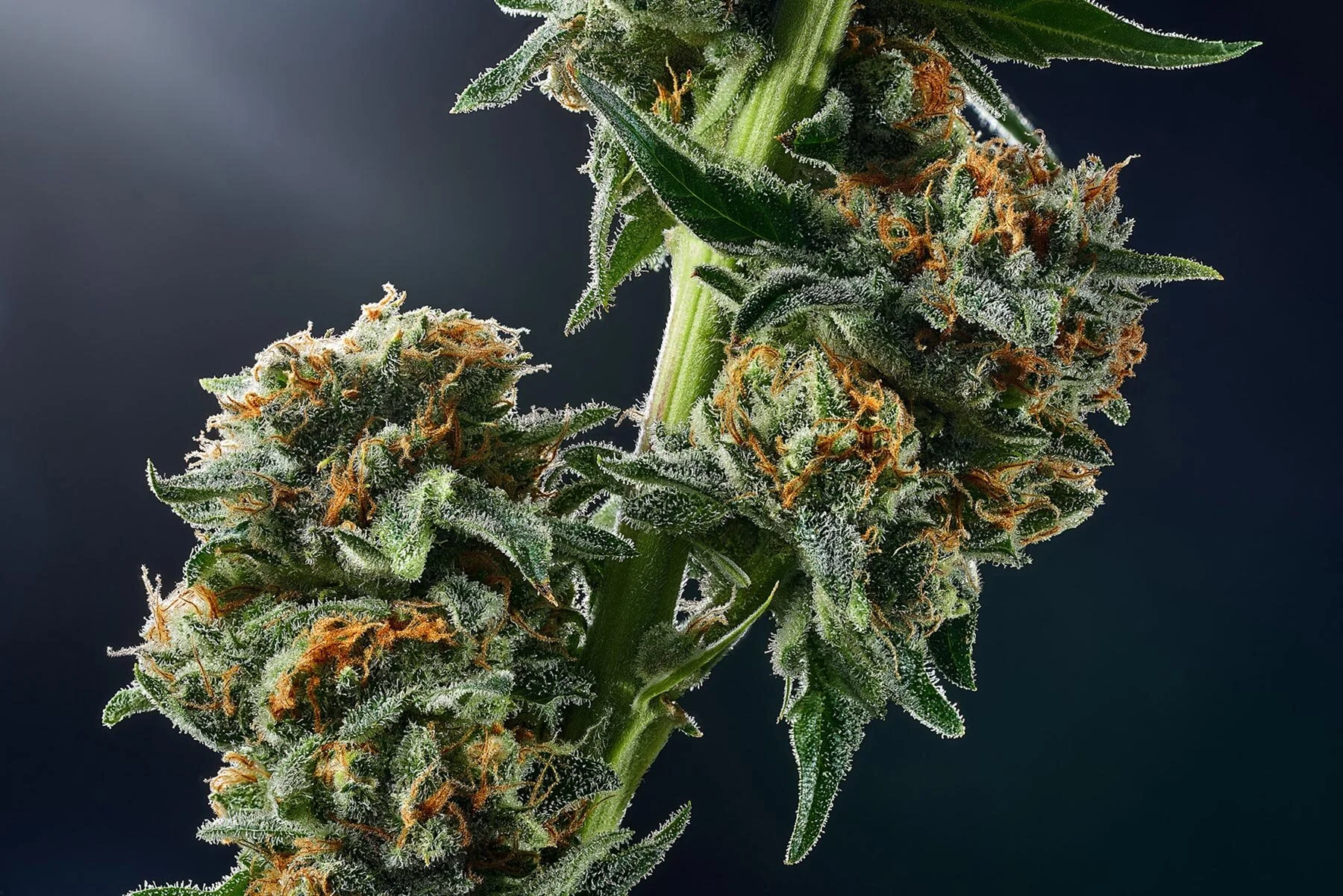 CANNABIS<br>PHOTOGRAPHY