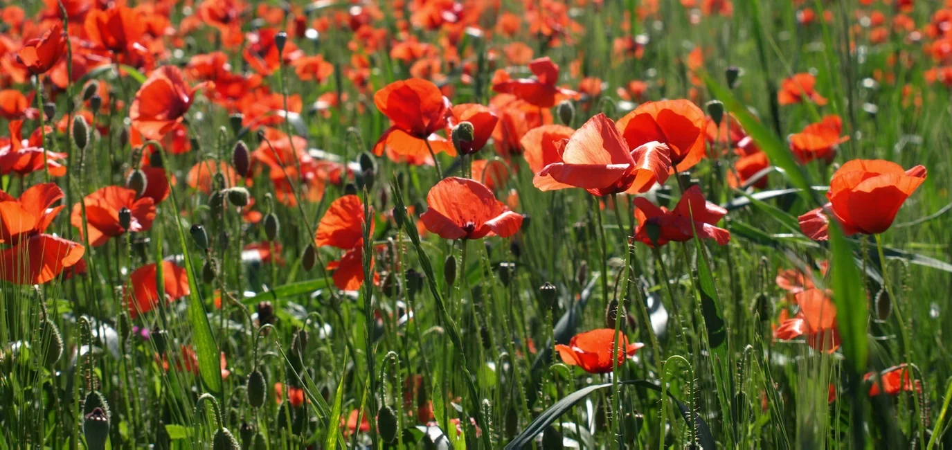 poppies field.jpg