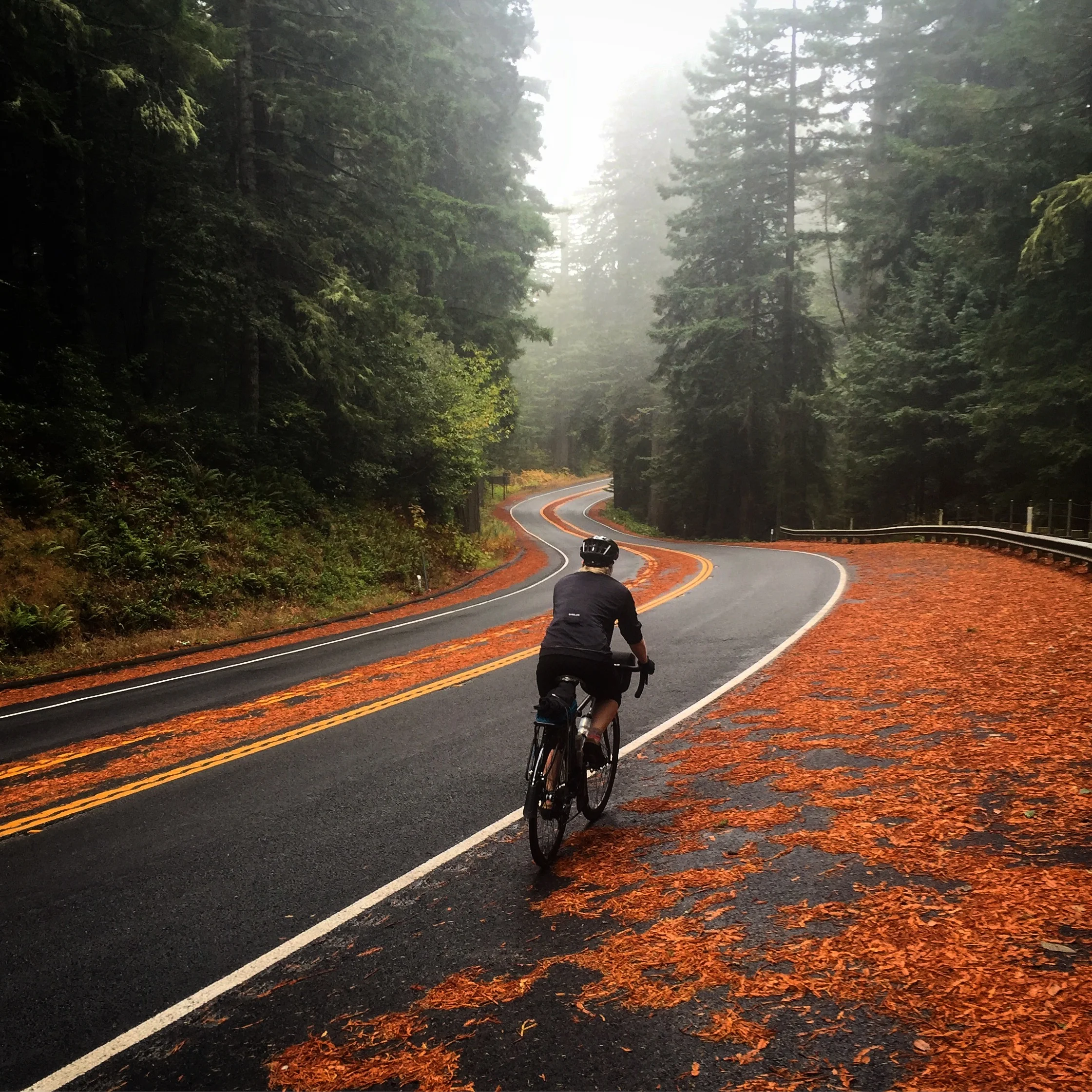 lindsay angus biking redwoods forest