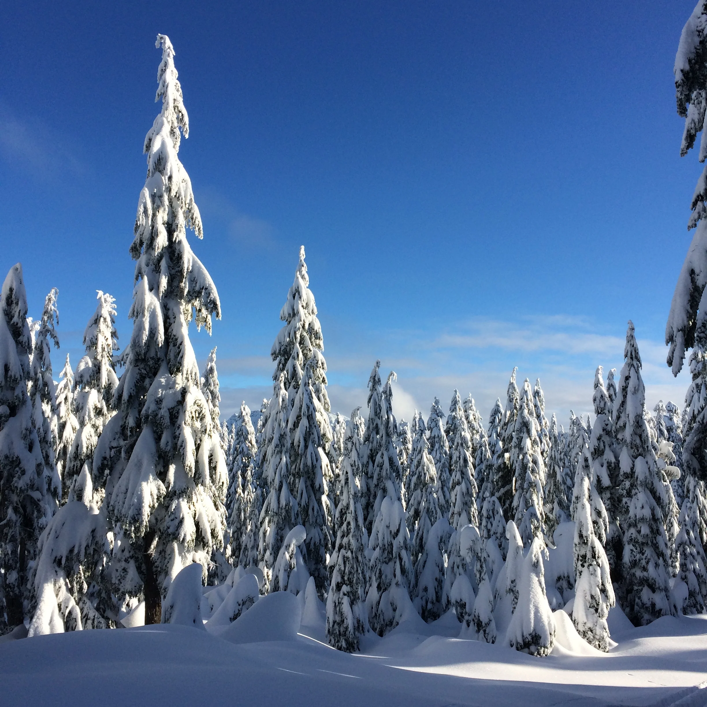 snowy trees cypress mountain