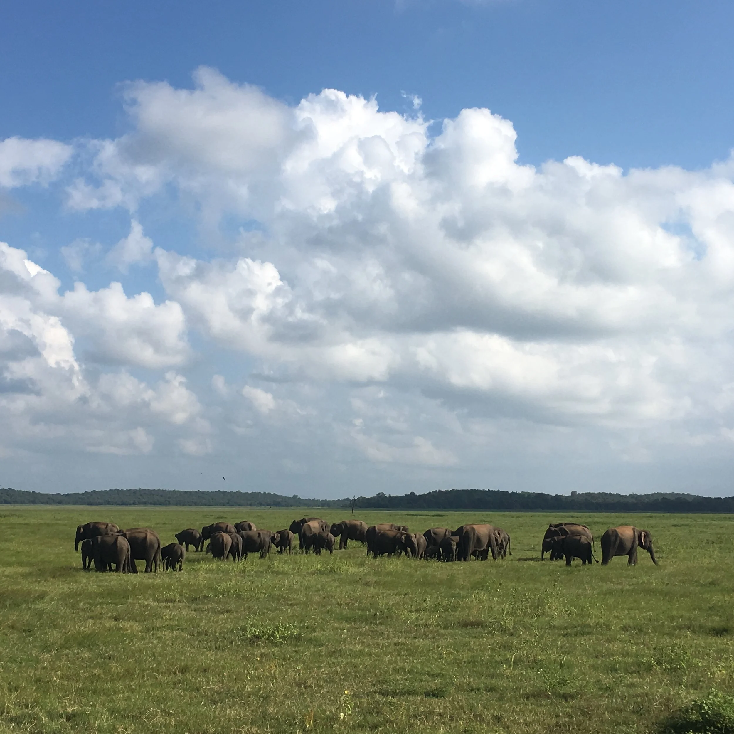 elephants in kaudulla national park