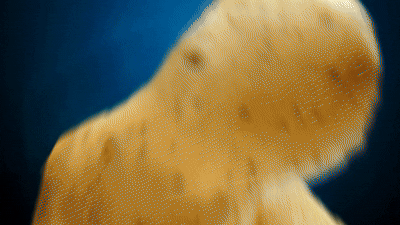 thumbs-cartofi.gif