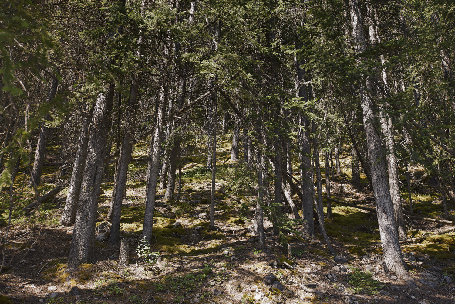 banffForest copy