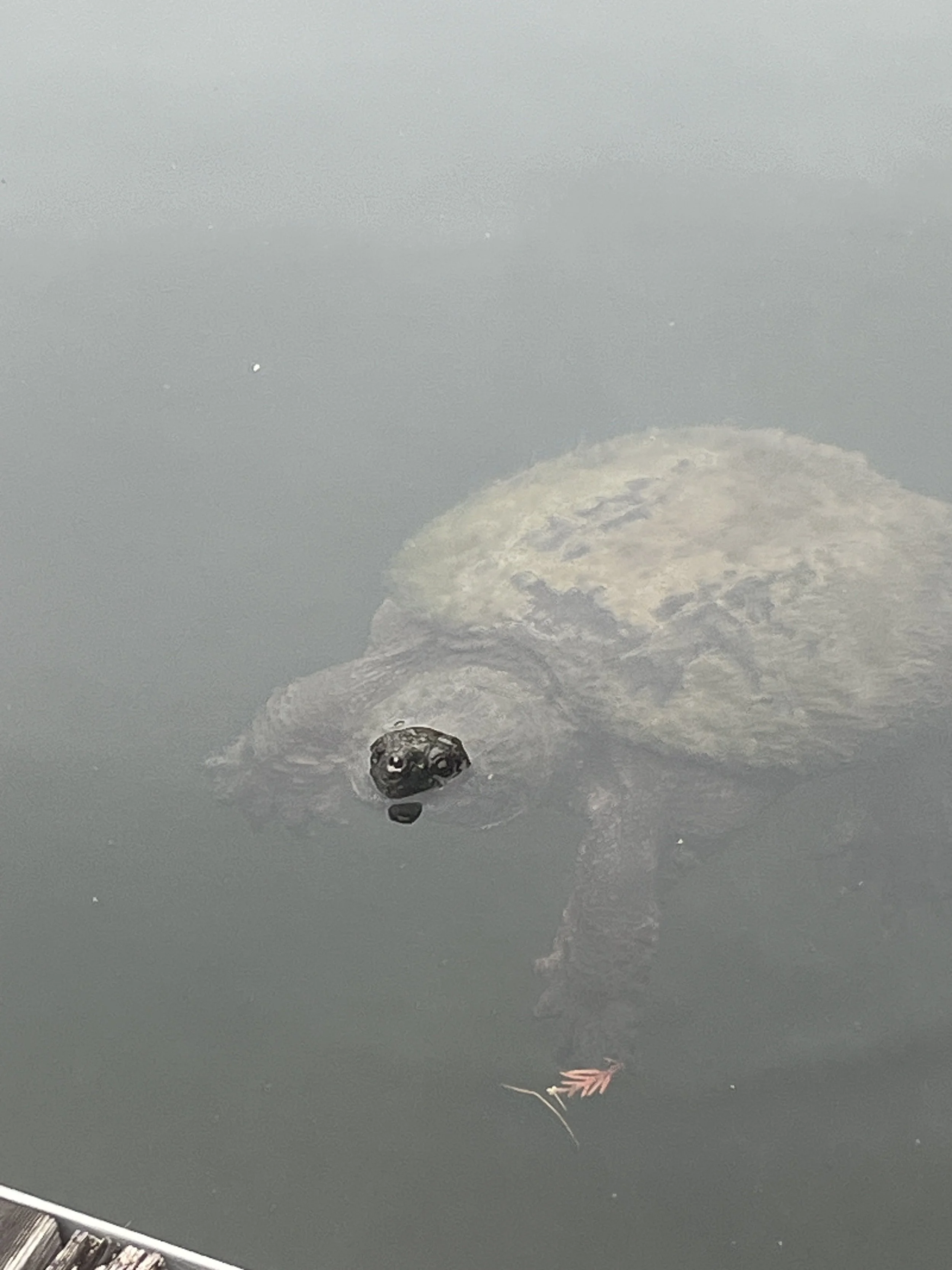 Visite de tortue - Turtle visit