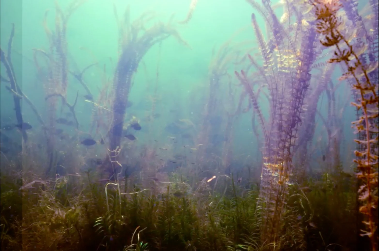 Underwater Chant : Un essai photographique – Underwater Chant: A photo essay