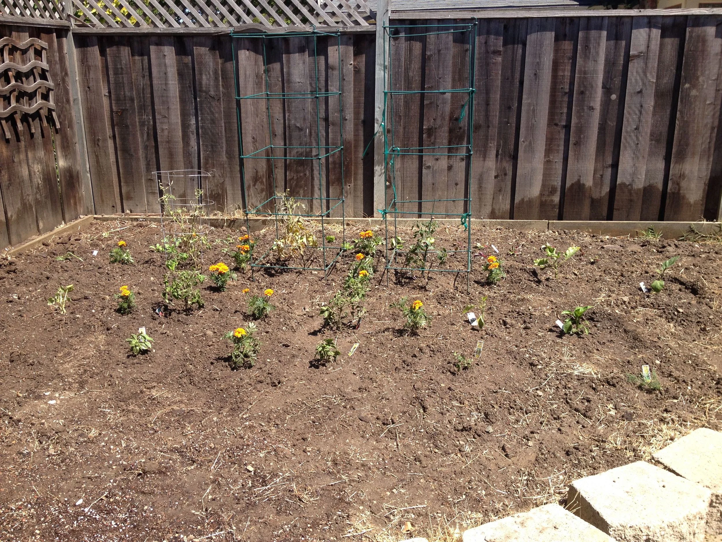 Healing Lessons from my Garden