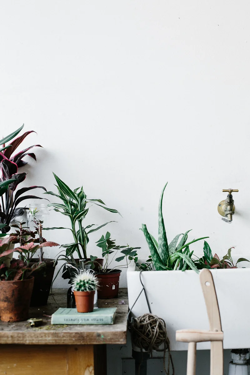 Botany A shop filled to the brim with succulents, vintage terracotta pots and plant based body products. I dare you to spend 5 minutes in here and not come out smiling. Chatsworth rd, Clapton Open Thursday - Sunday