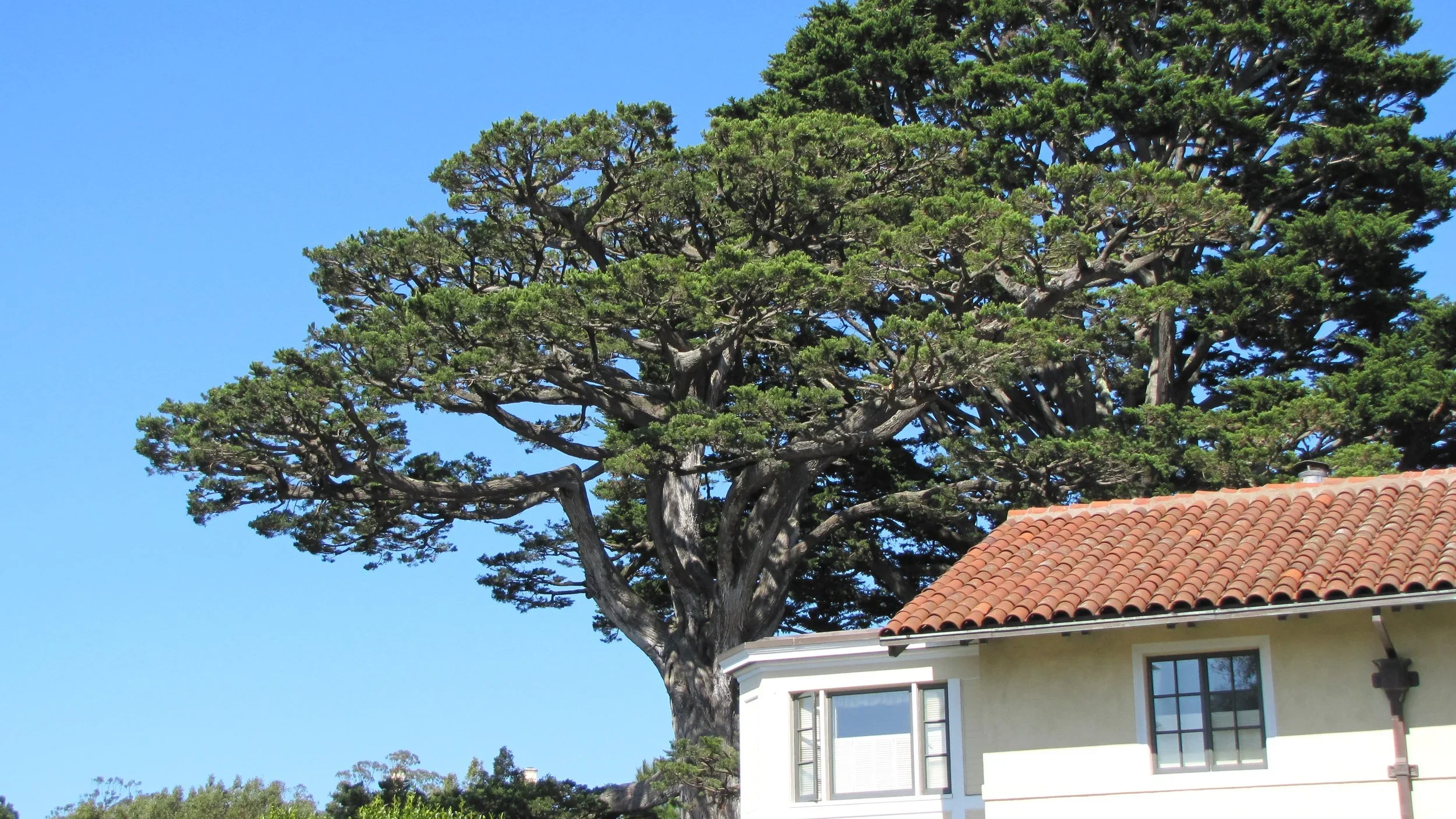 A large tree with green foliage and a thick trunk extending near a house with a red tiled roof and white walls, under a clear blue sky.