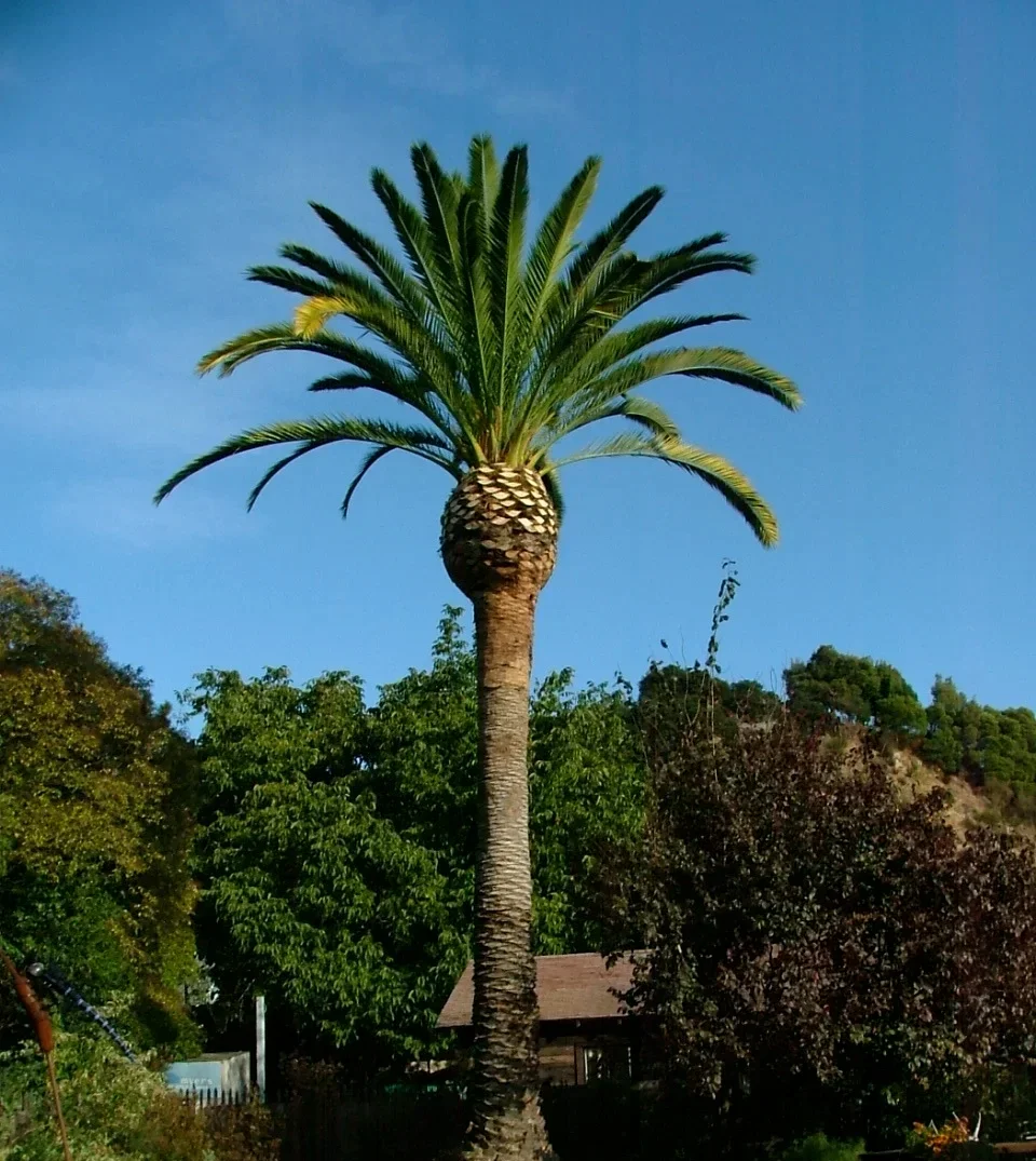 A tall palm tree with a thick trunk and green fronds against a blue sky, surrounded by various green trees and a house in the background.