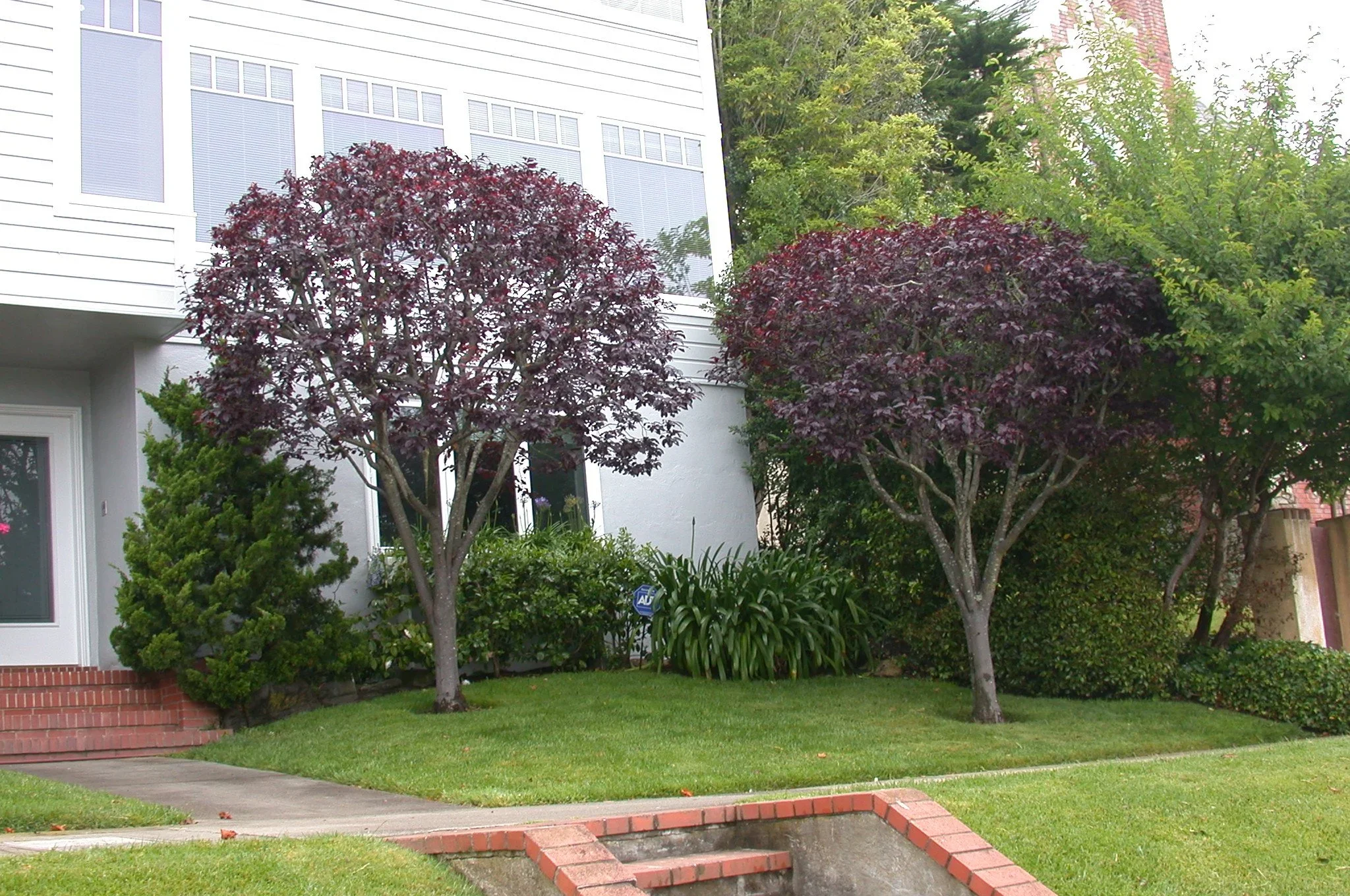Front yard with green grass, red brick steps, two purple-leafed trees, green shrubs, and a white house with large windows.