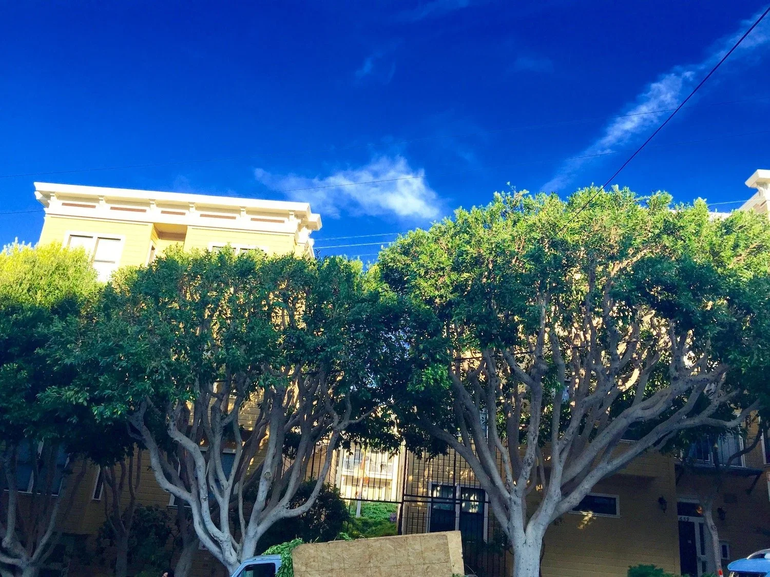 Two large trees with twisted trunks and dense green foliage in front of a yellow building with white trim, under a bright blue sky with a few wispy clouds.