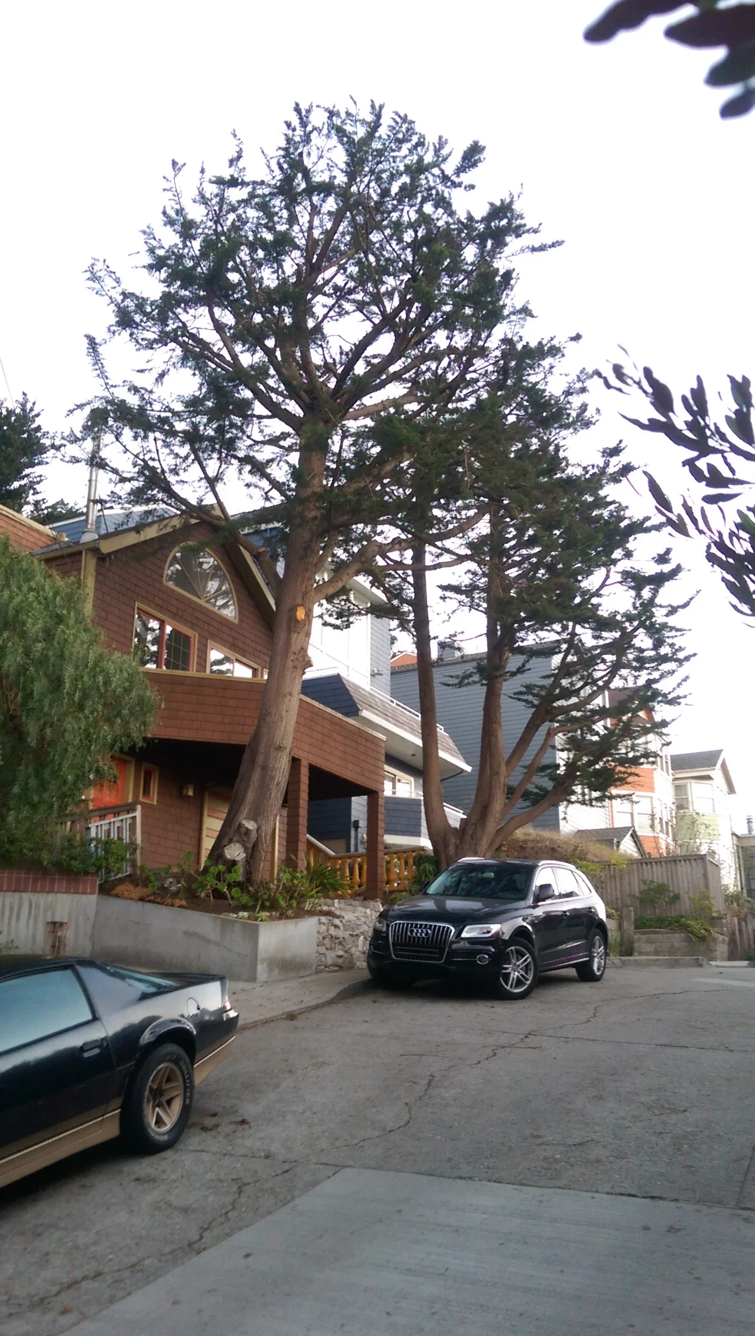 A residential street scene with two parked cars, a large tree, and houses in the background.