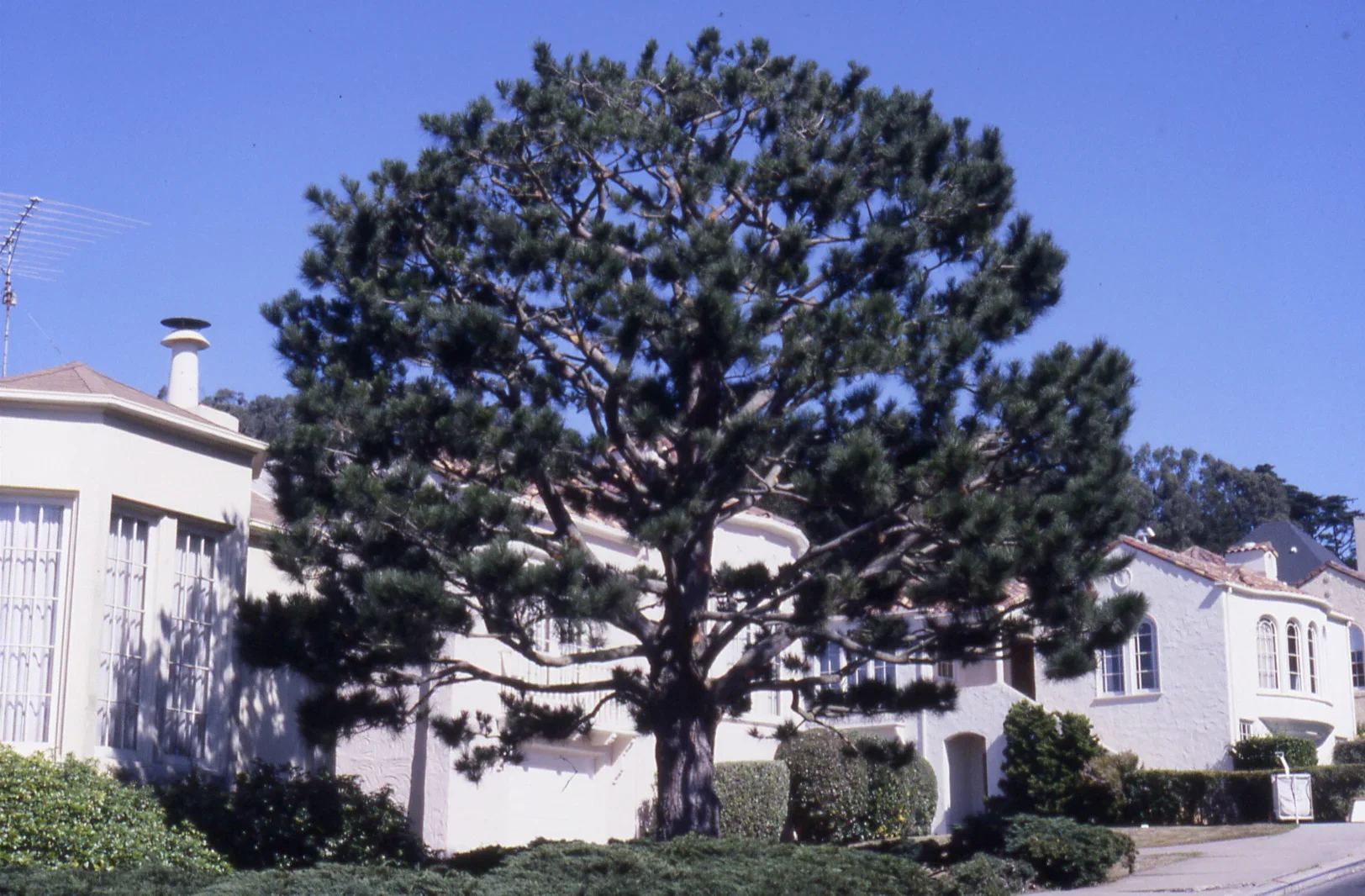 A large pine tree situated in front of a white residential building with windows and a chimney, under a clear blue sky.
