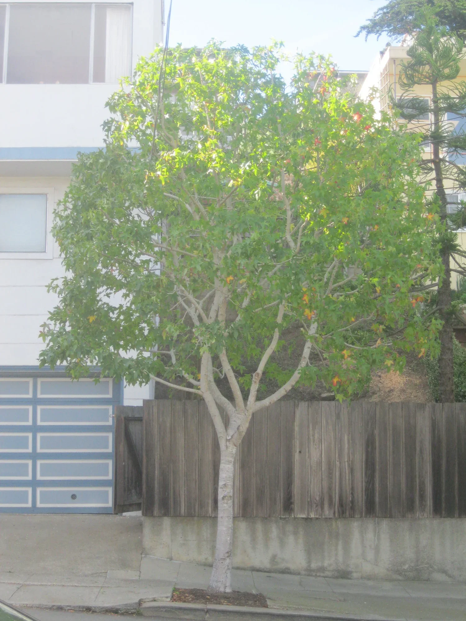 A white-trunked tree with green leaves in front of a wooden fence, with a house and a garage with a blue door in the background.