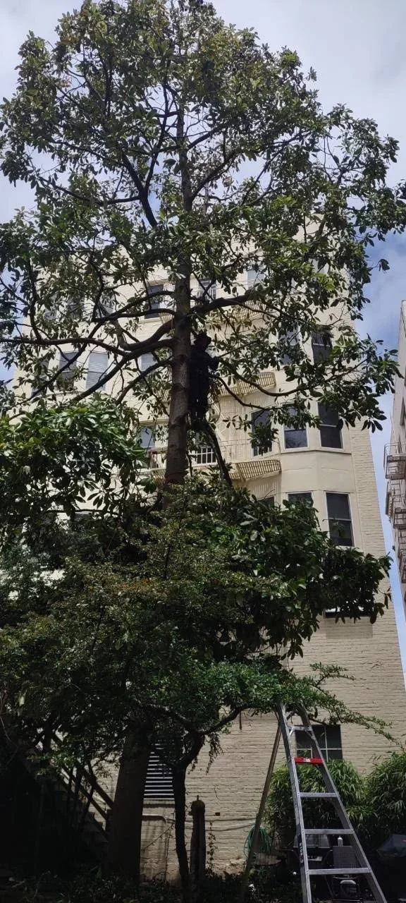 Tall tree with green leaves in front of a beige residential building, with a stepladder leaning against the tree.