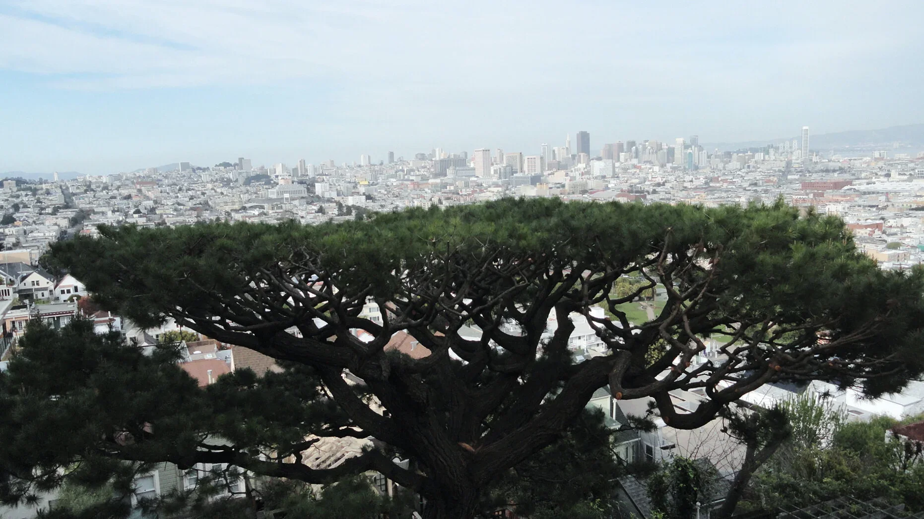 View of a city skyline with tall buildings in the background, seen from behind a large, sprawling green tree with twisted branches in the foreground.