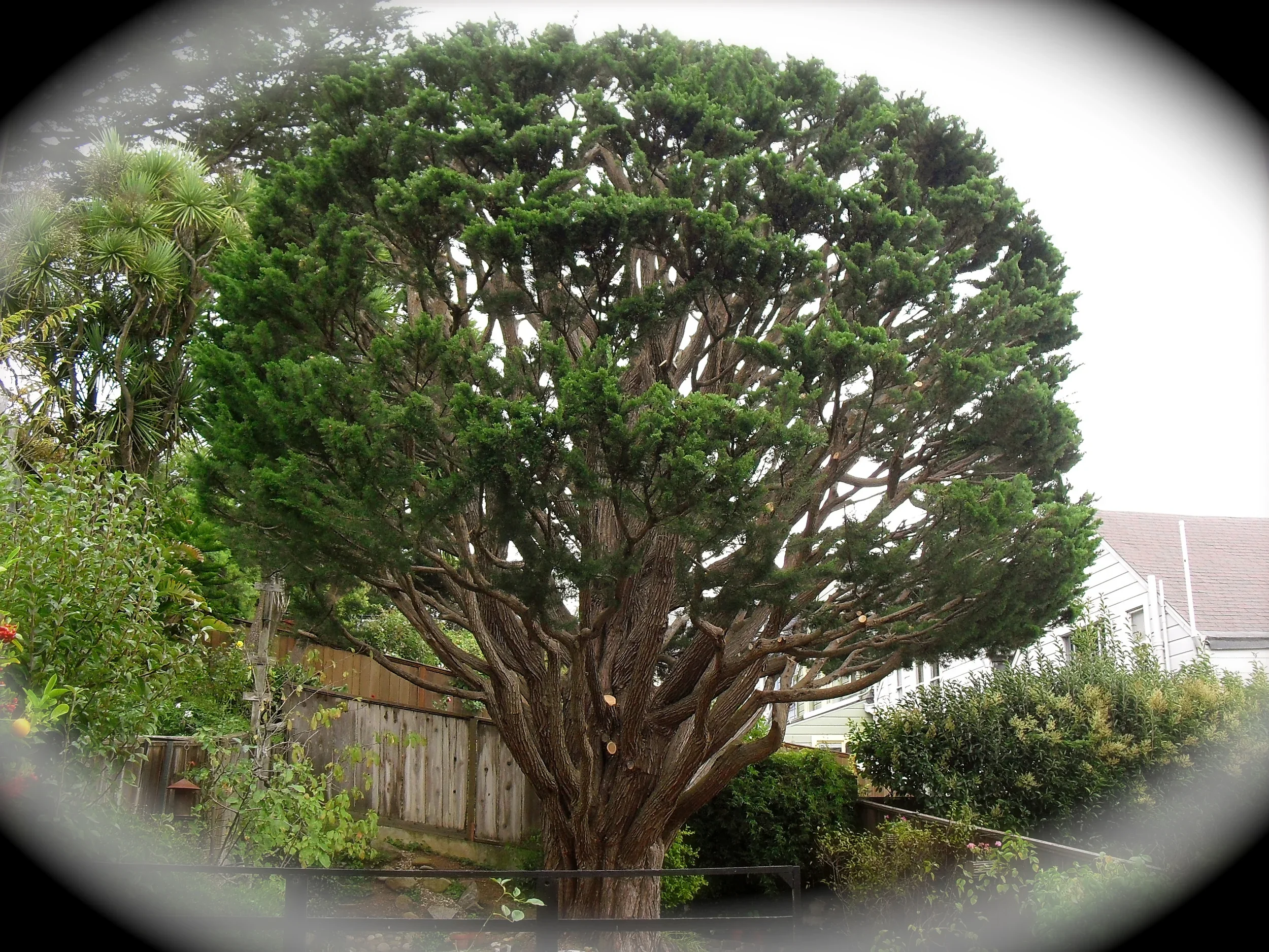 A large, leafy green tree with a thick trunk and dense branches in a residential backyard. Surrounding plants and a wooden fence are also visible.
