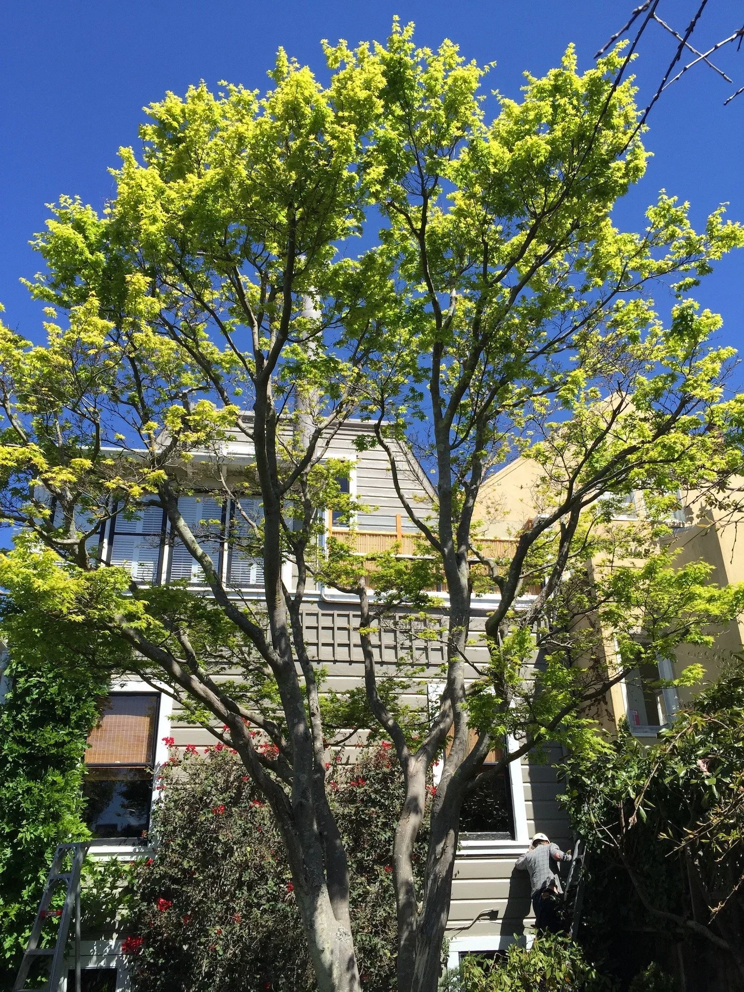 A leafy green tree in front of a house with gray siding, white trim, and a second-story balcony. A person is working on the right side of the house, near bushes with red flowers. The sky is clear and blue.