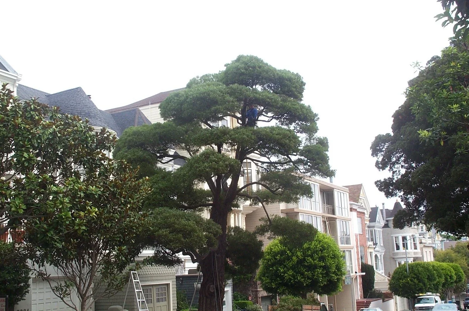 A person pruning a tall, tiered pine tree in front of modern residential houses on a suburban street.