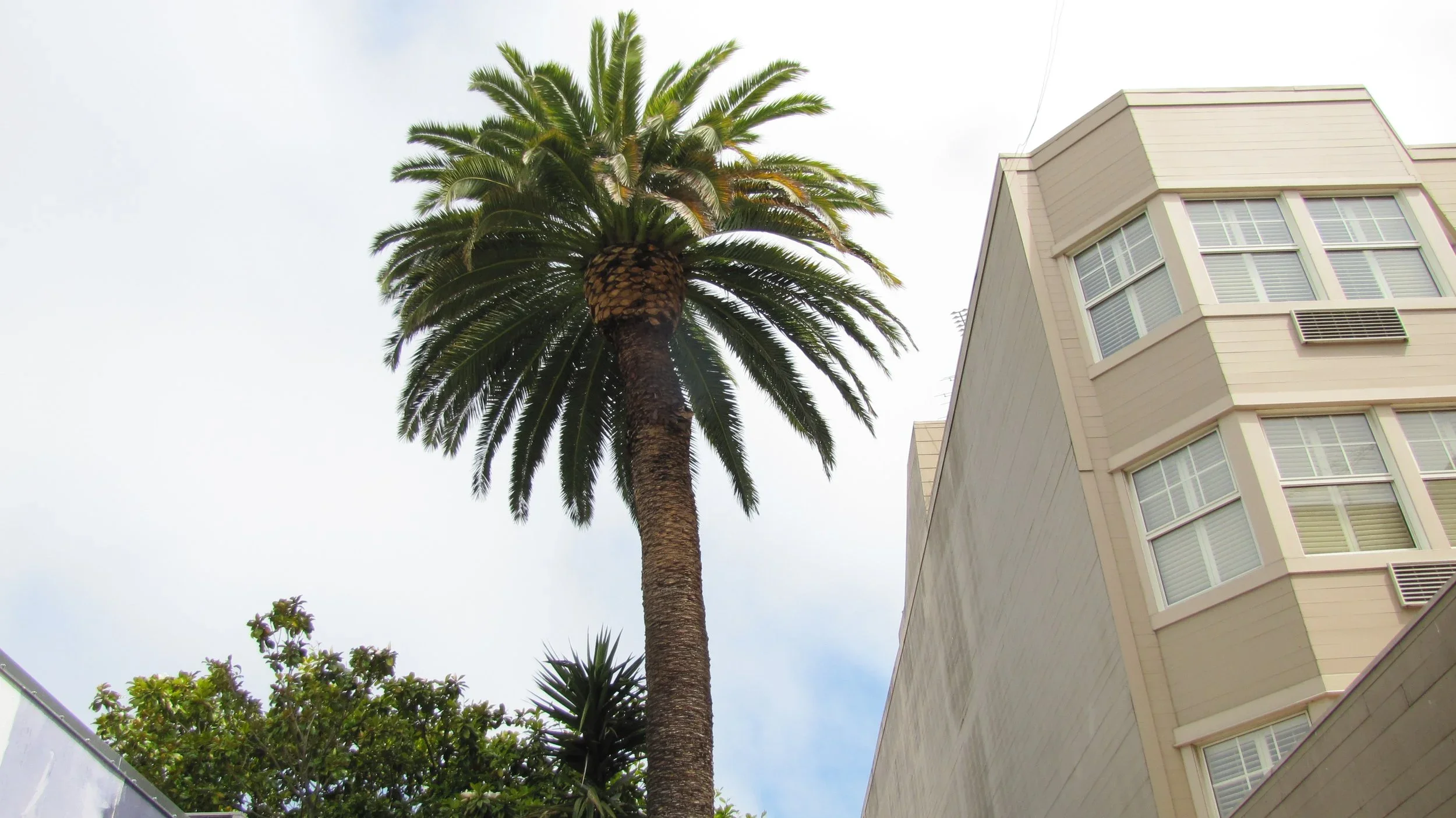 A tall palm tree with a textured trunk and green fronds stands beside a beige building with multiple windows and air conditioning units, under a partly cloudy sky.