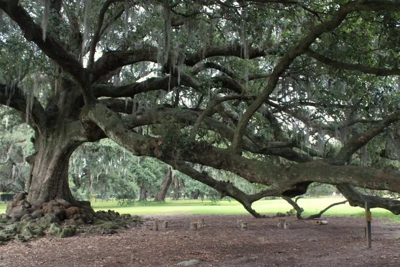 Worship at the Tree of Life