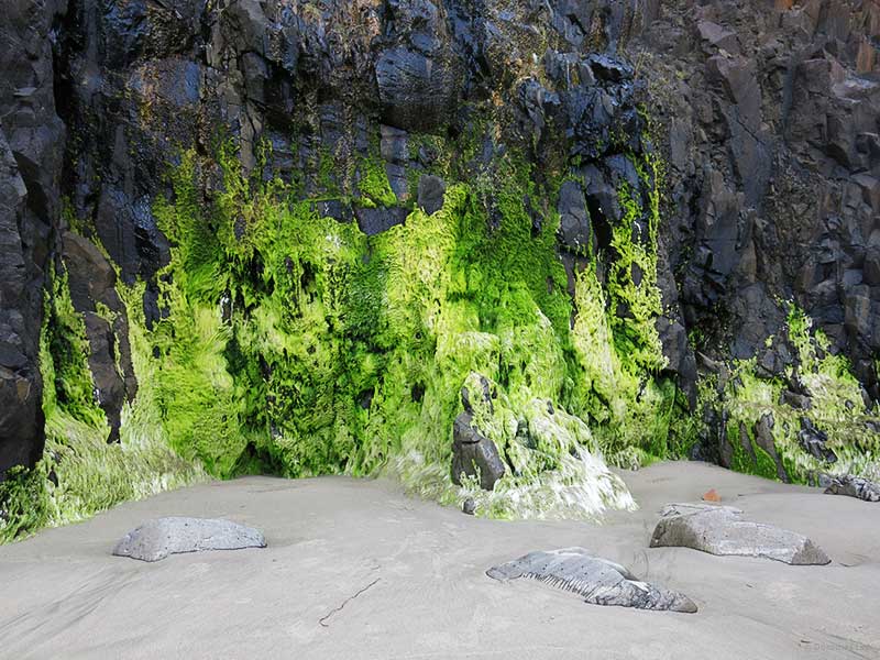 Just a carpet of neon algae at Canon Beach.