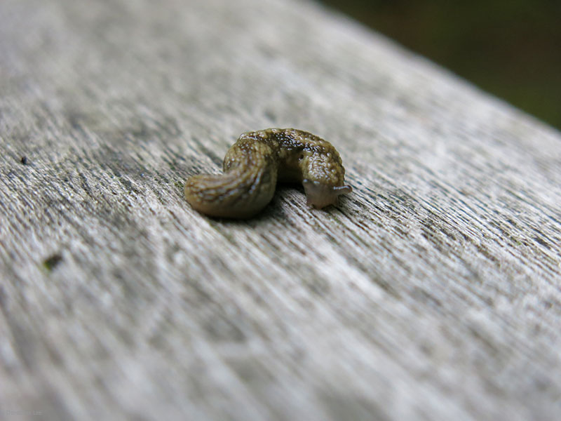  There was a 4" monster slug I saw and spared you from, and instead you must suffer&nbsp;this ridiculously tiny baby slug. 