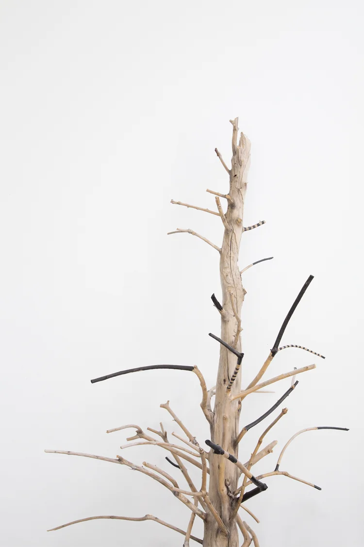 stick-tree-tafui.jpg