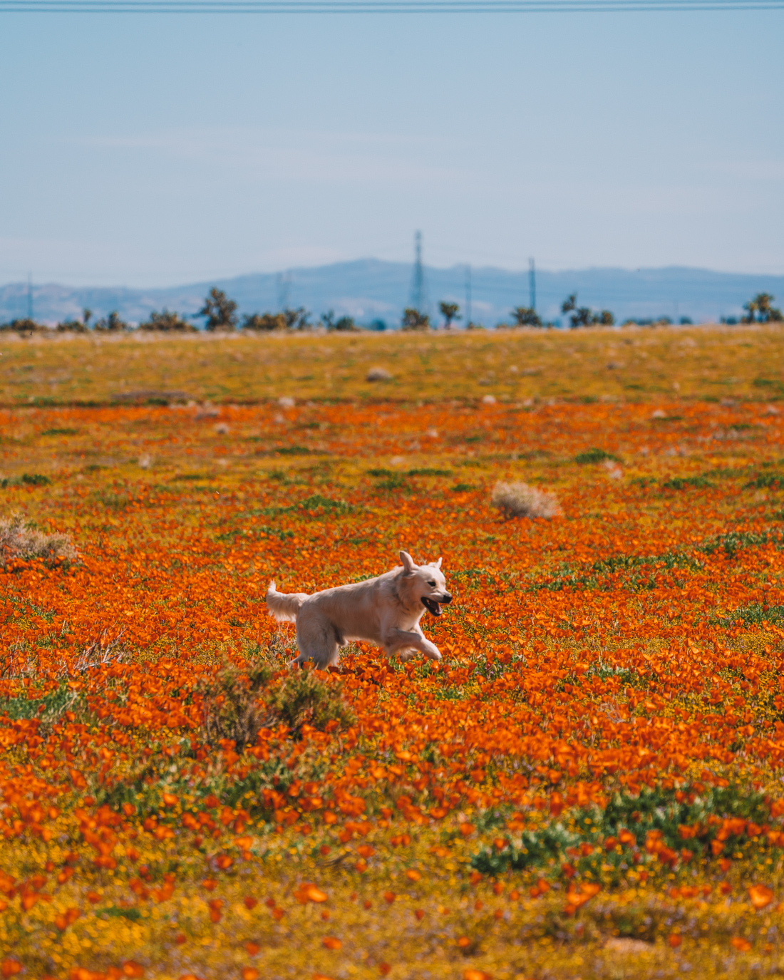 Antelope Valley - Madeline Lu 2.jpg