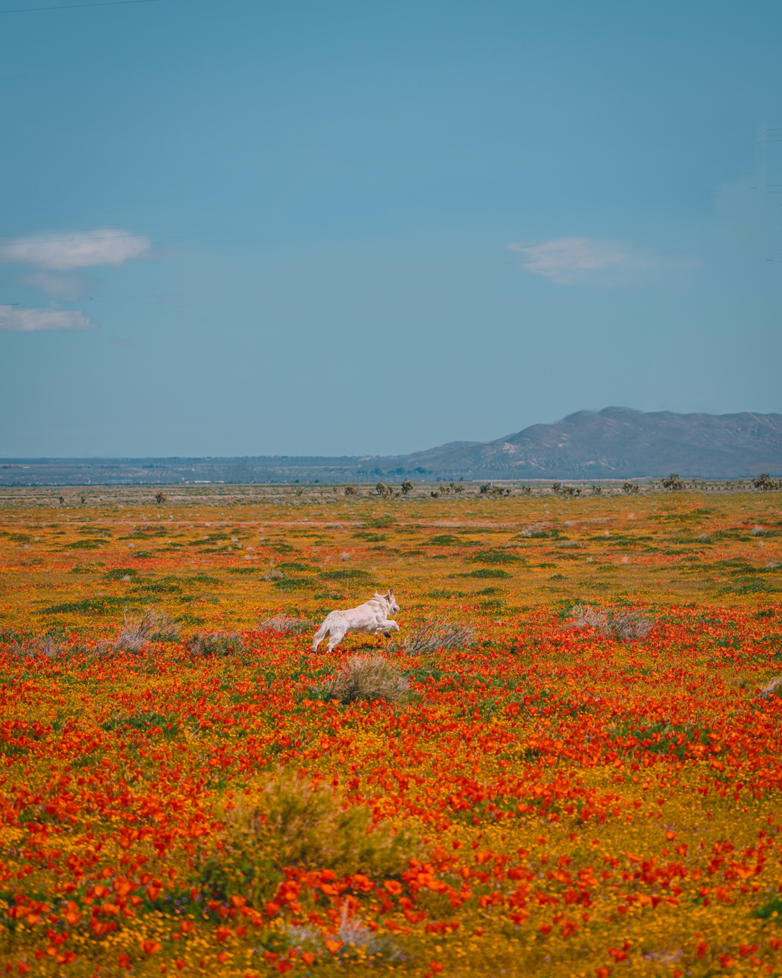 Antelope Valley - Madeline Lu 9.jpg