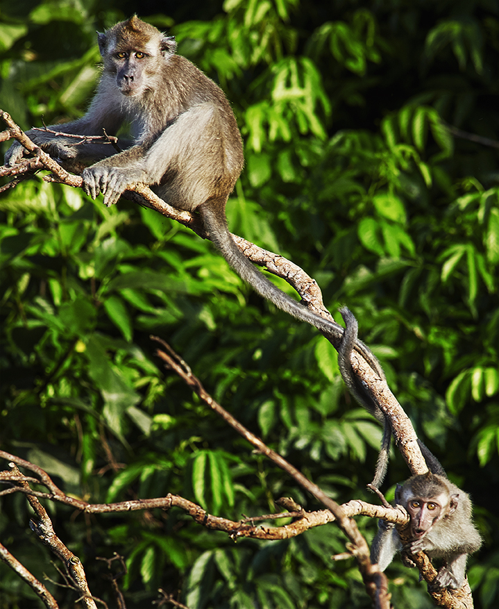 Borneo_08_2016 2nd Batch 7992.jpg