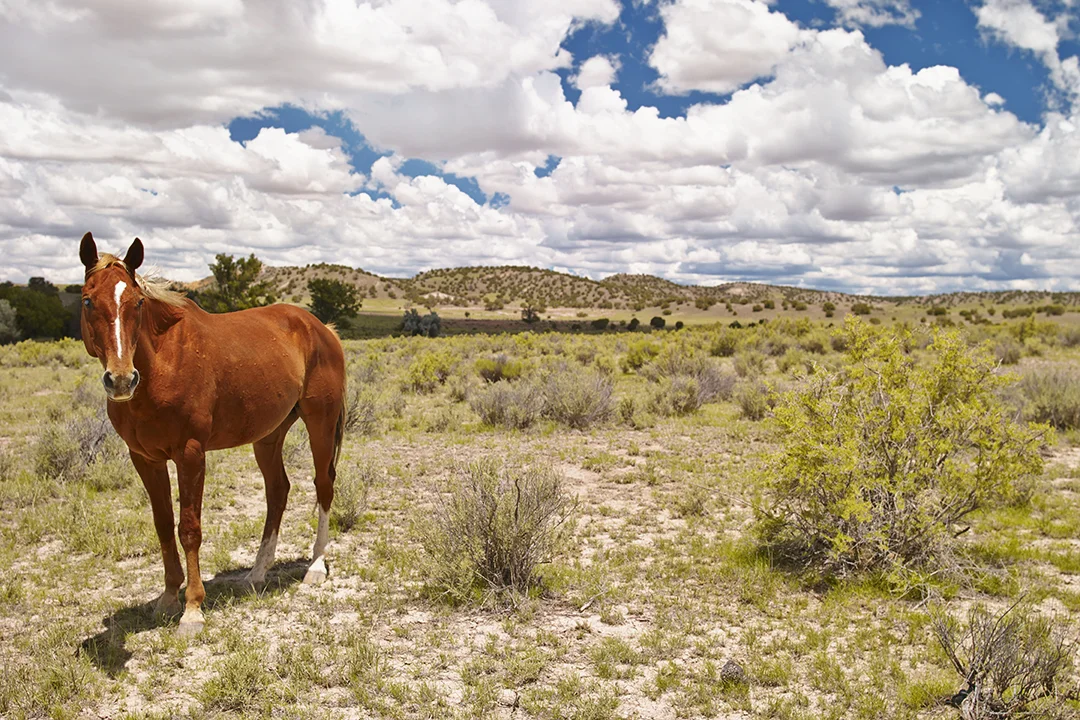 Horse.jpg