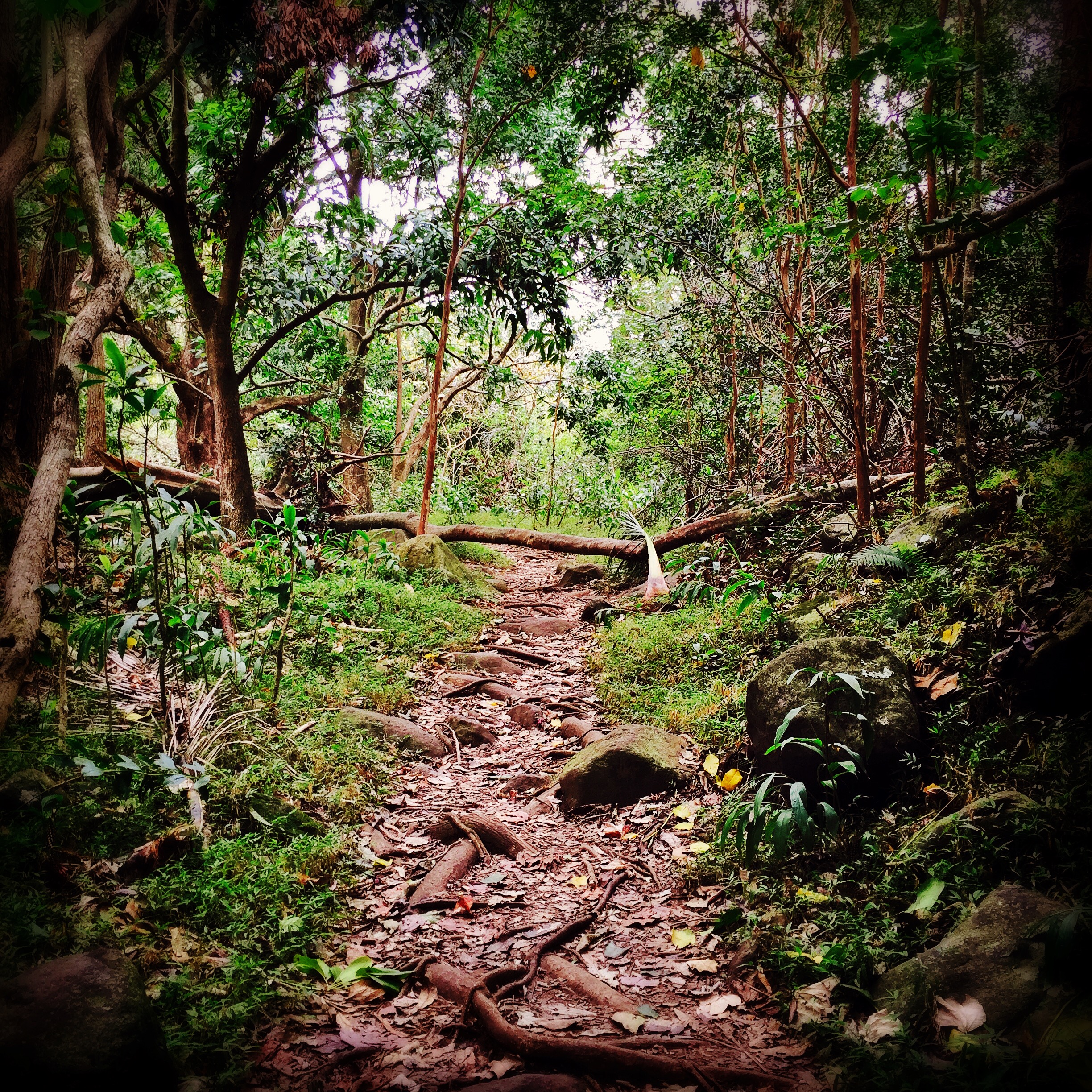 The forbidden path at I'ao Valley