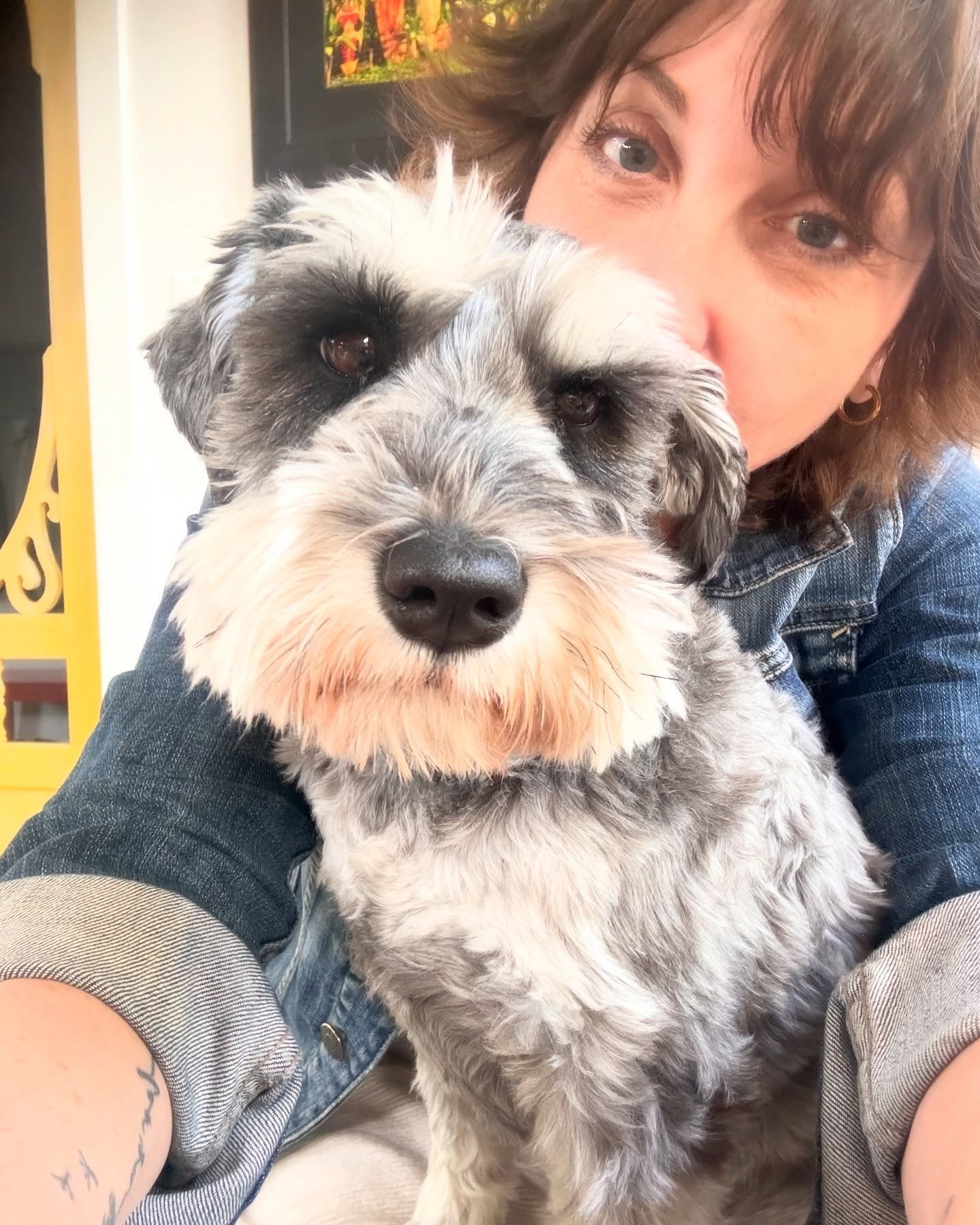 Hello! Chopper has decided that sitting on our laps after dinner is a thing now.