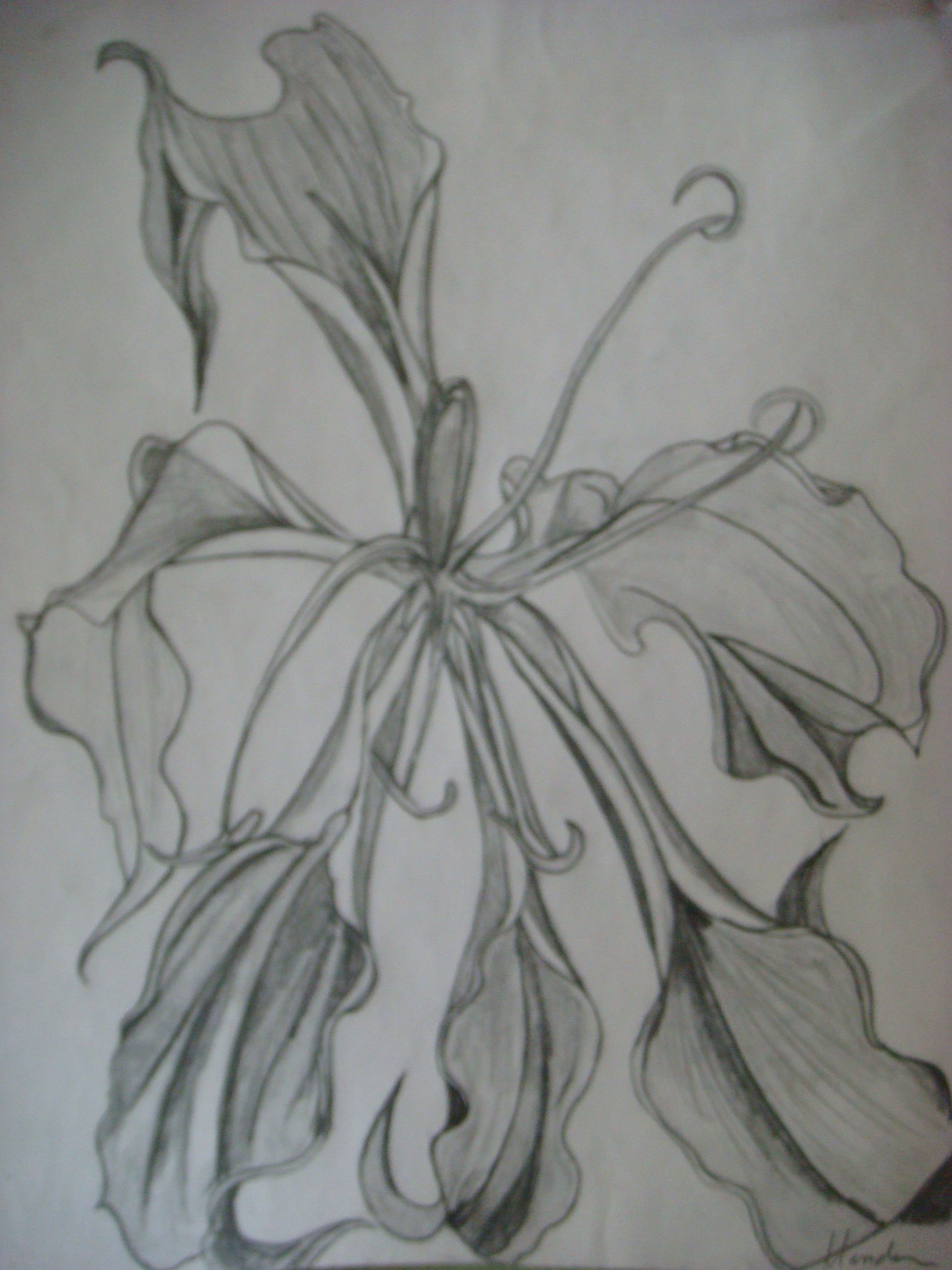 Wedding Orchid. Pencil.