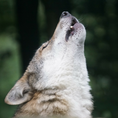 BE THE ALPHA