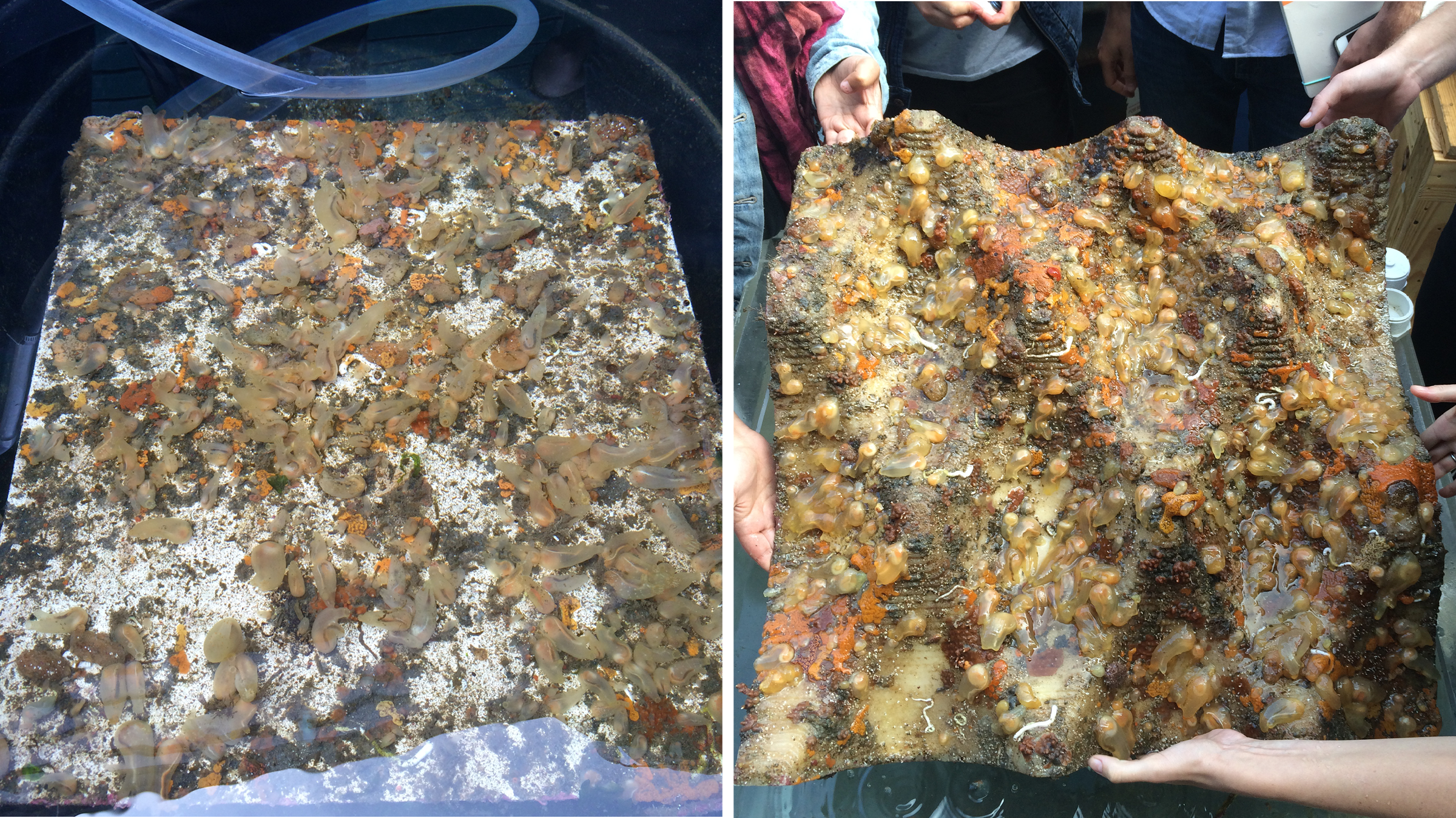 Proof-of-concept prototypes of ecologically optimized substrate