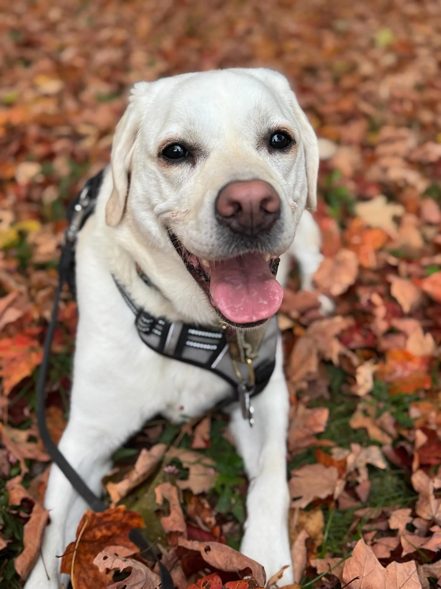 🐶 🥳𝗛𝗮𝗽𝗽𝘆 𝟲𝘁𝗵 𝗕𝗶𝗿𝘁𝗵𝗱𝗮𝘆 to River! Aka, Goof, Goob, Rib, Riv, Rivie, Snouter, Fuzzy Bottoms, Fuzzy B&rsquo;s, Curl Paw &amp; so much more&hellip;🐾 ⁣
⁣
🐶 I can be gone for 5 seconds or 5 hours and she will be just as excited to see me