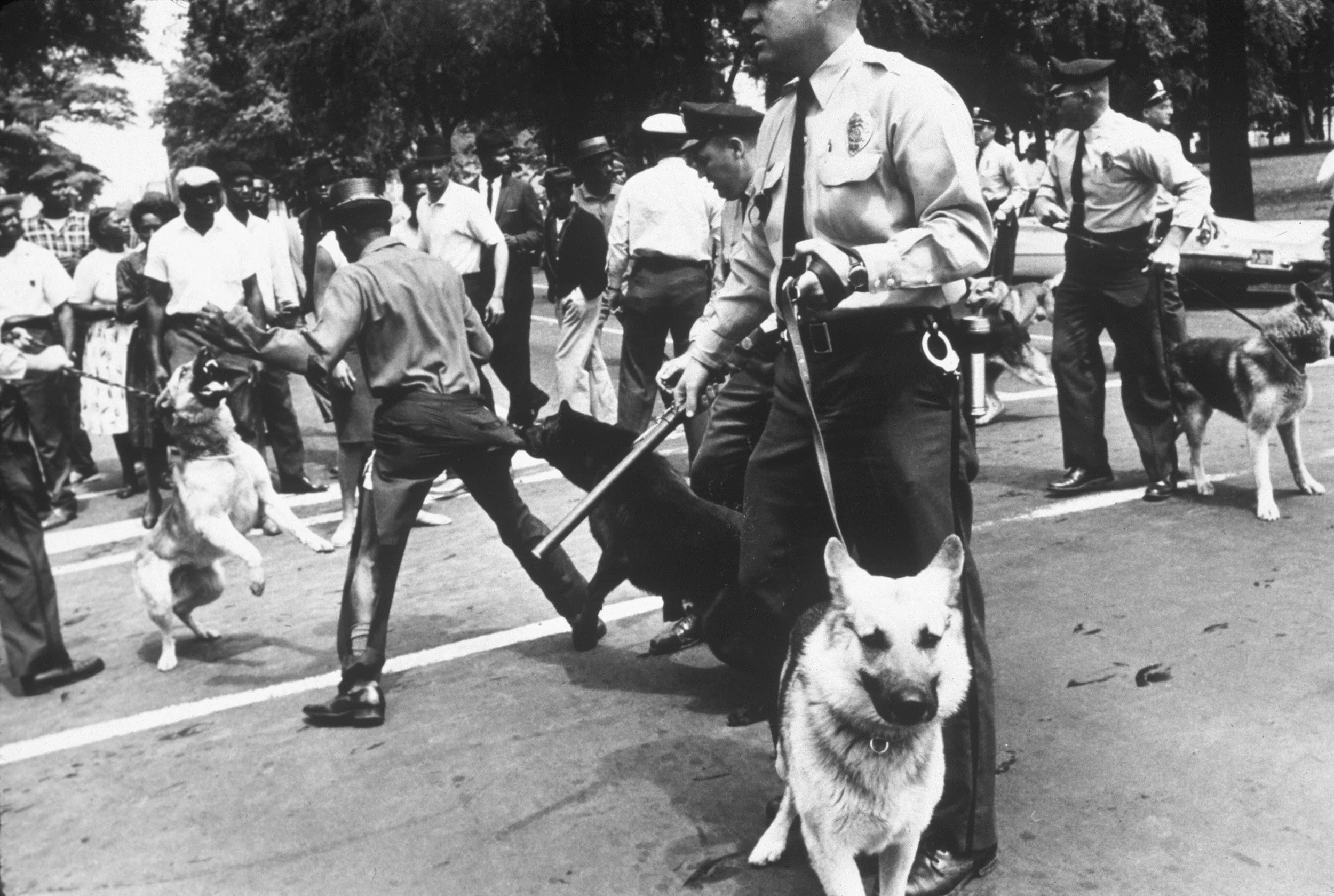 Charles Moore, Police using dogs to attack civil rights demonstrators, Birmingham, Alabama (1963), Gelatin silver print, image 8 1/4 x 12 1/4 inches